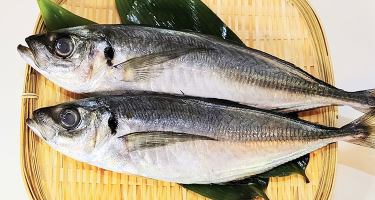 アジ、鯵